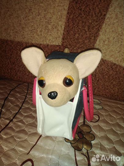 Собака чичи лав