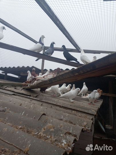 Купля продажа голубей