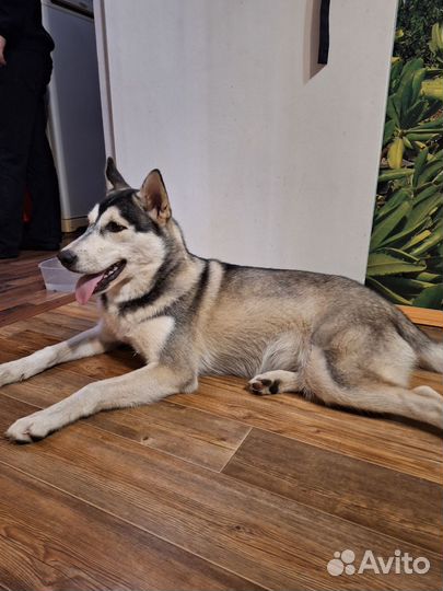 Найдена собака хаски