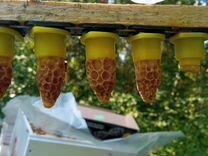 Пчелы матки плодные неплодные пчелопакеты семьи