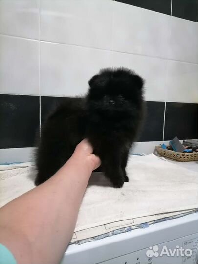 Девочка 2 месяца