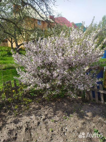 Саженцы