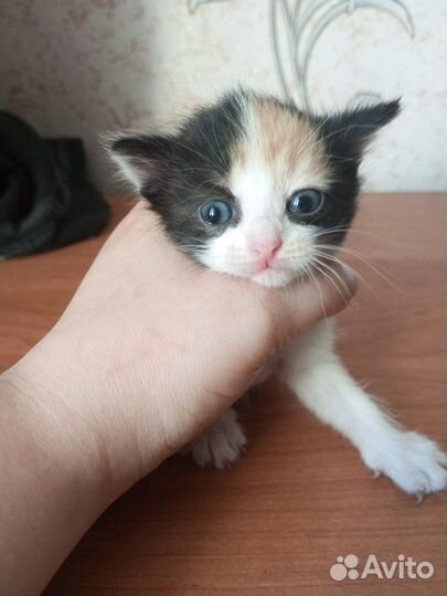 Котята девочки трехцветные