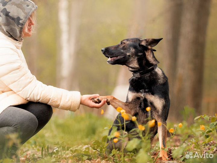 Овчарка Глория в добрые руки