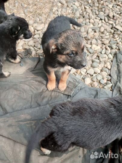 Отдам в добрые руки щенков