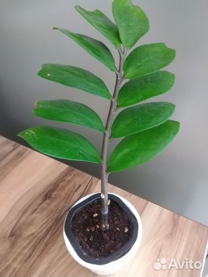 Растение замиокулькас