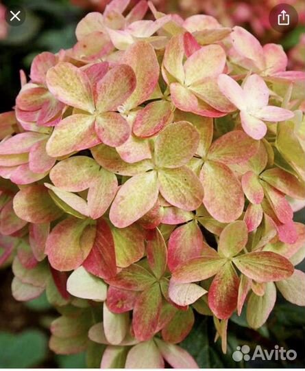 Гортензия из сада