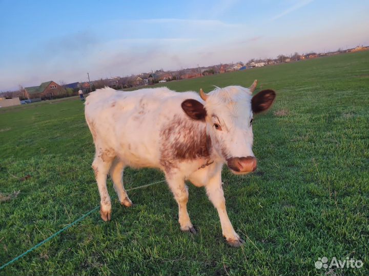 Телки стельные