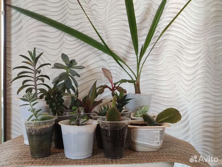 Комнатные растения