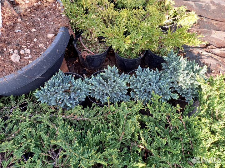 Горные сосны пумилио и мугус, можжевельники