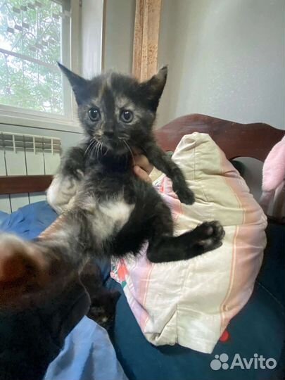 Котята в добрые руки бесплатно