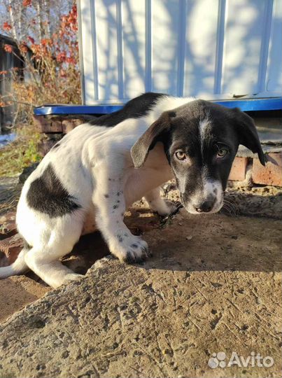 Щенок девочка очень красивая в заботливые руки