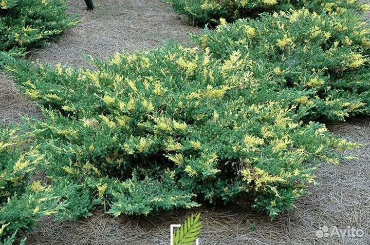 Можжевельник