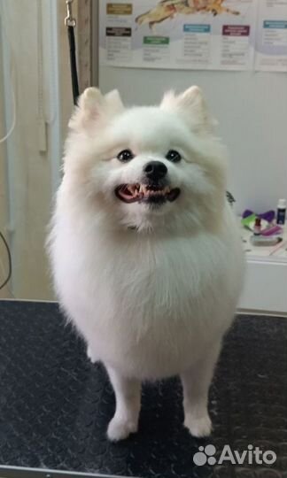 Груминг животных