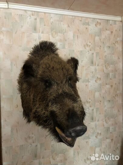 Продам чучело