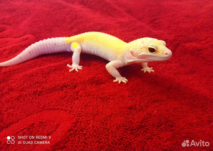 Геккон эублефар