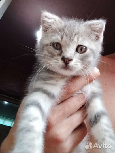 Котёнок 2-3месяца вислоухий