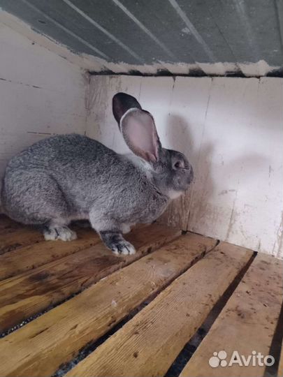 Продаются кролики