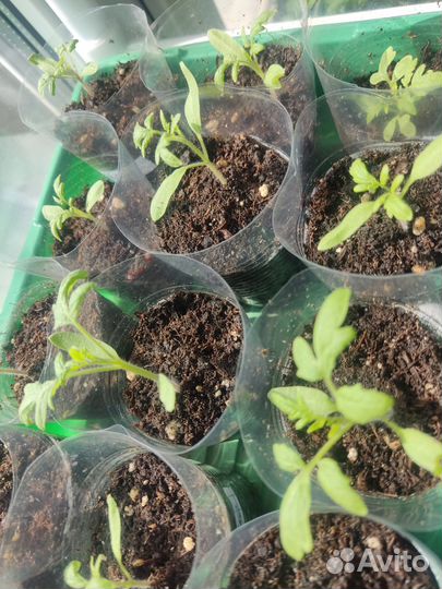 Рассада ампельного томата(помидор)