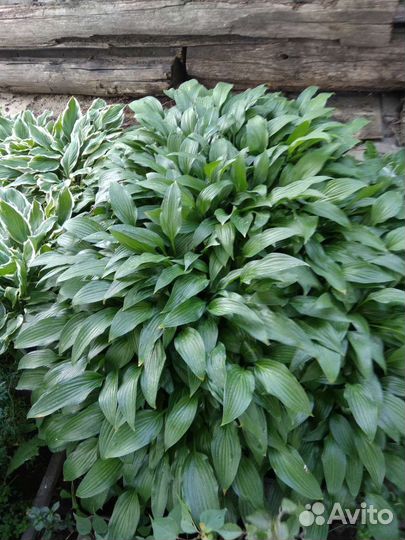 Хоста кустик
