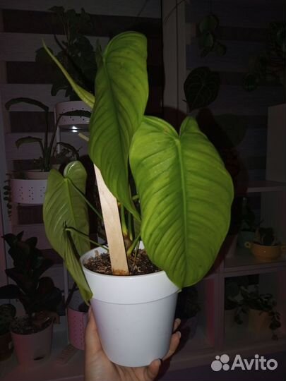 Комнатные растения