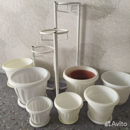 Комнатные цветы