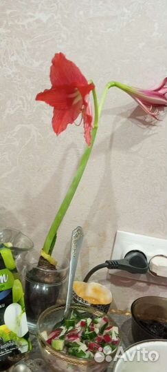 Гиппеаструм амариллис луковицы