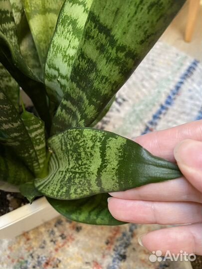 Сансевиерия Трифасциата