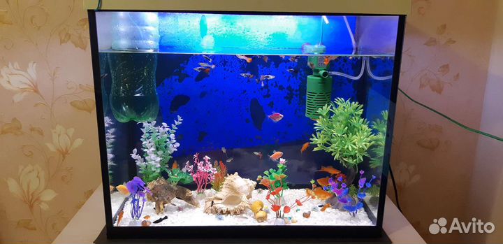 Аквариумные рыбки