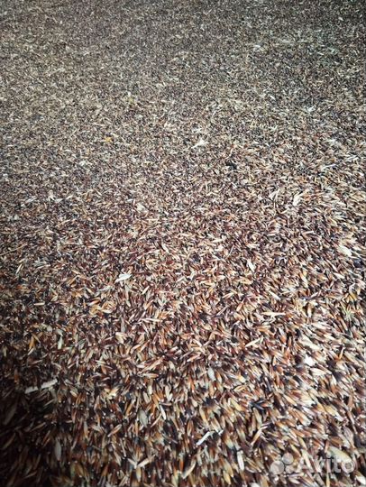 Овес черный