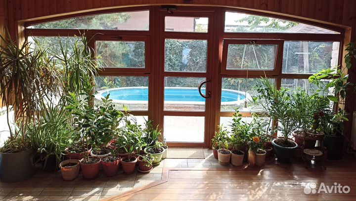 Растения комнатные