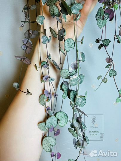 Циропегия Вуда