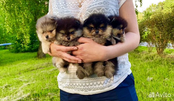 Померанский шпиц чёрно- подпалый и мрамор