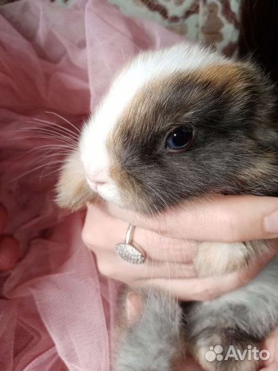 Декоративные карликовые кролики