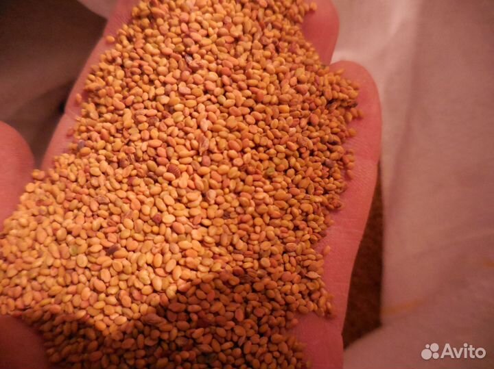 Семена желтого донника