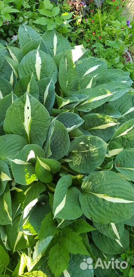 Саженцы хосты