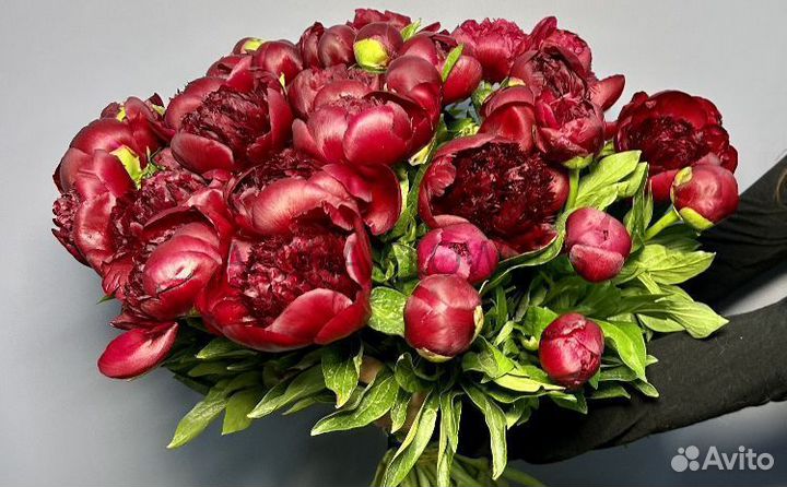 Пионы букет доставка