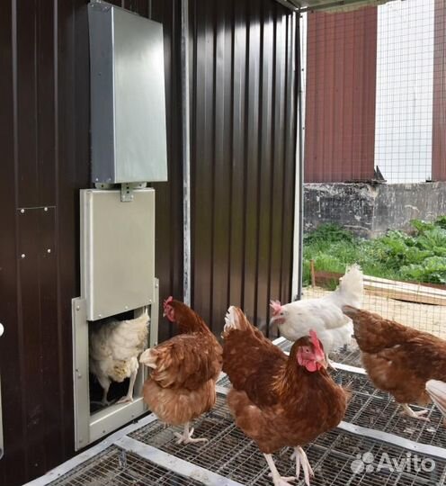 Автоматическая дверца В курятник С фотореле