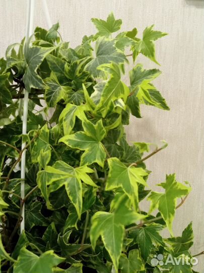 Плющ / Хедера для дома и дачи