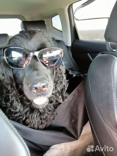 Английский кокер спаниель вязка