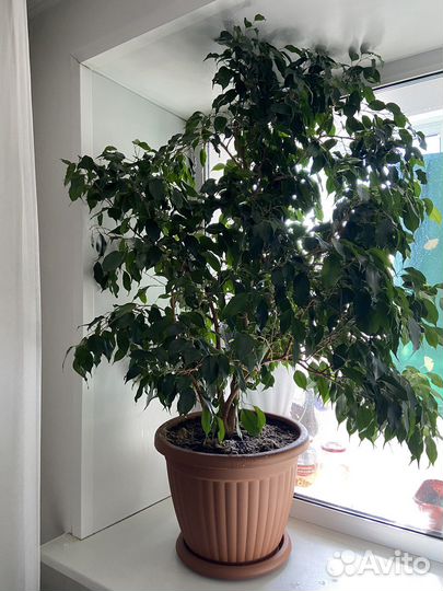 Фикус бенджамина большой
