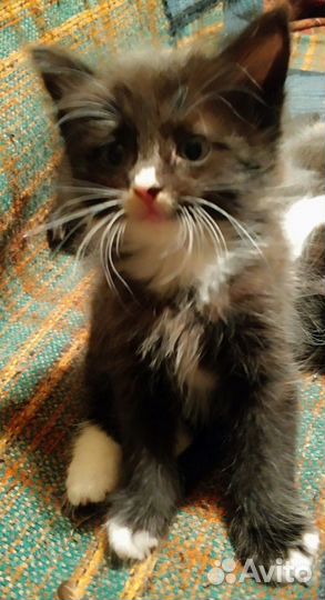 Пушистые котята в добрые руки