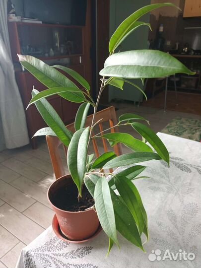 Фикус адм (Бинненлейка)