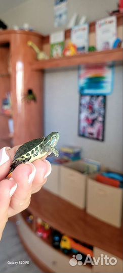 Репетилии черепахи