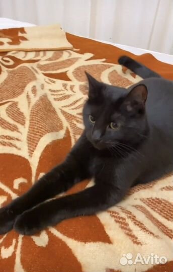 Черная кошка девочка