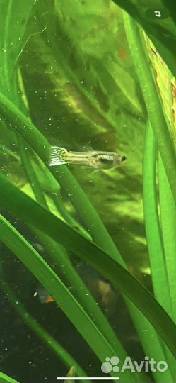 Аквариумные рыбки