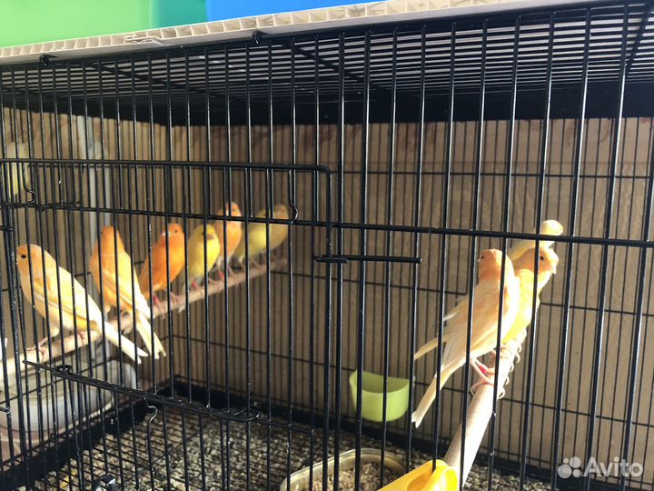 Кенара и канарейки