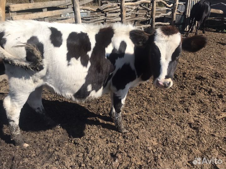 Козье молочко телочка4 месяца сено