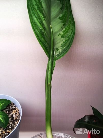 Аглаонема сильвер бей
