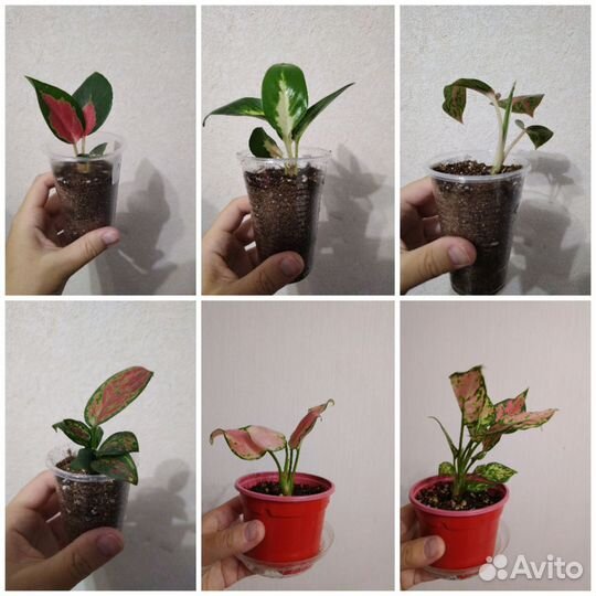 Аглаонема, много разных